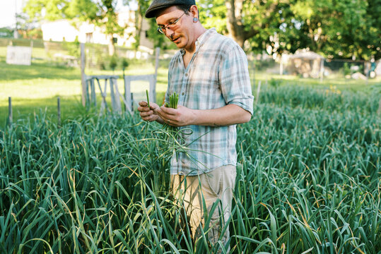 Urban Farmer pulling organic hardneck garlic scapes in backyard garden