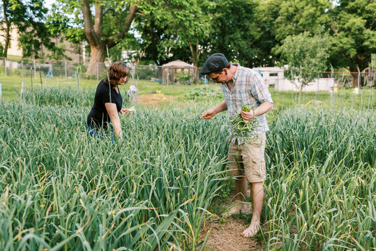 Farmer couple harvesting hardneck garlic scapes in backyard garden