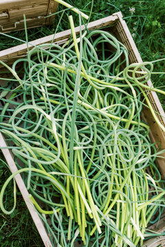 Baskets full of fresh harvest of organic garlic scapes in spring