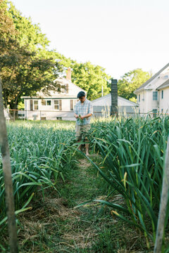 Urban Farmer pulling organic hardneck garlic scapes in backyard garden