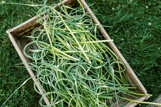 Baskets full of fresh harvest of organic garlic scapes in spring