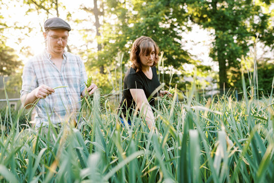 Farmer couple harvesting hardneck garlic scapes in backyard garden