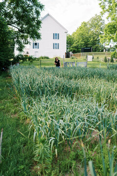 Female worker harvesting hardneck organic garlic from her urban farm