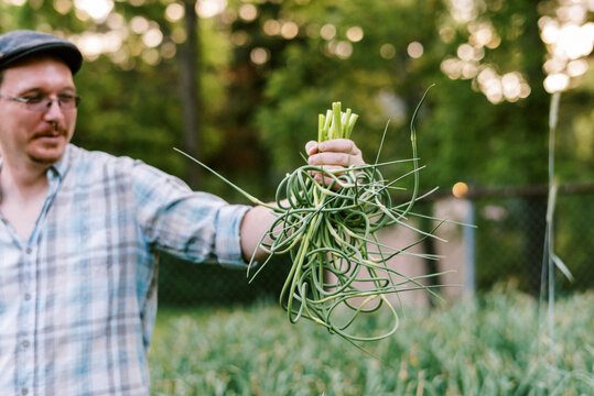 Urban Farmer pulling organic hardneck garlic scapes in backyard garden