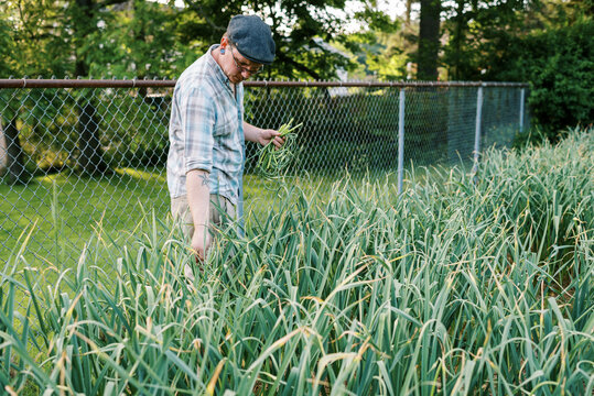 Urban Farmer pulling organic hardneck garlic scapes in backyard garden