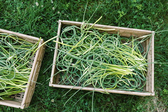 Baskets full of fresh harvest of organic garlic scapes in spring