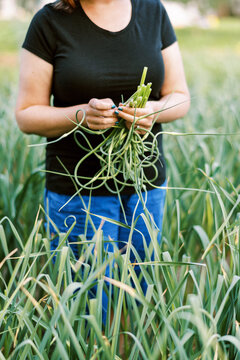 Female worker harvesting hardneck organic garlic from her urban farm