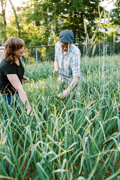 Farmer couple harvesting hardneck garlic scapes in backyard garden