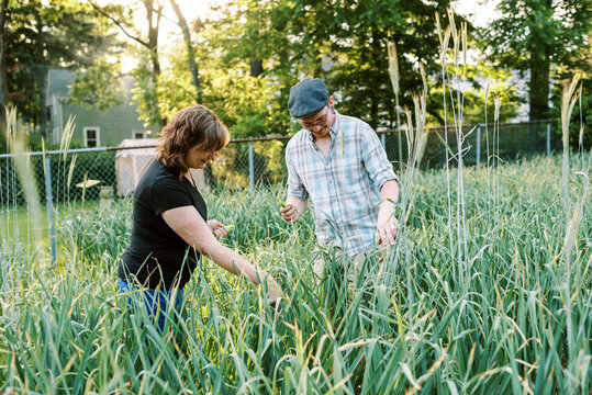 Farmer couple harvesting hardneck garlic scapes in backyard garden