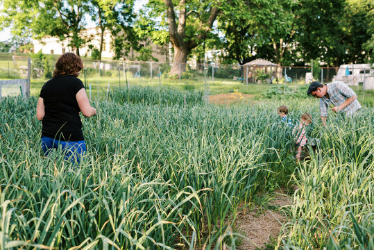 Female worker harvesting hardneck organic garlic from her urban farm