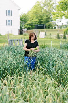 Female worker harvesting hardneck organic garlic from her urban farm
