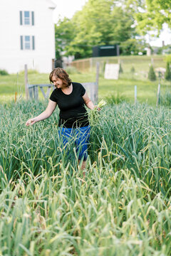 Female worker harvesting hardneck organic garlic from her urban farm