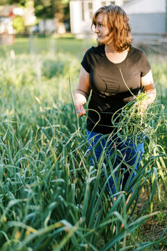 Female worker harvesting hardneck organic garlic from her urban farm