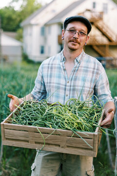 Farmer in garden at home holding basket of hardneck garlic scapes