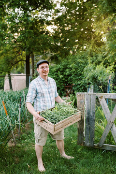 Farmer in garden at home holding basket of hardneck garlic scapes