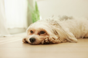 Indoor portrait of sad exhausted chinese crested dog feeling bad missing its owners, lying on floor on front paws, waiting for people to come back home. Lifestyle of domestic animals - obrazy, fototapety, plakaty