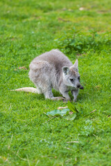 Naklejka na ściany i meble Eastern mountain kangaroo - Macropus robustus robustus on a green meadow