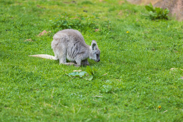 Eastern mountain kangaroo - Macropus robustus robustus on a green meadow