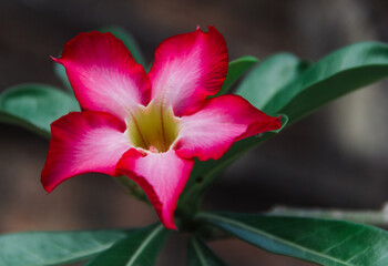 Red rose or adenium obesum in closeup shot