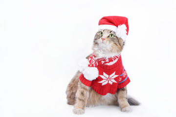 Cat in Santa costume.Playful pet Cat in Christmas outfit on white background. Isolated Kitten in Santa outfit on white background.Cat in Christmas hat. Copy space. Web banner