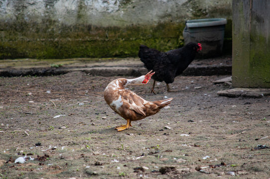 The poultry farm