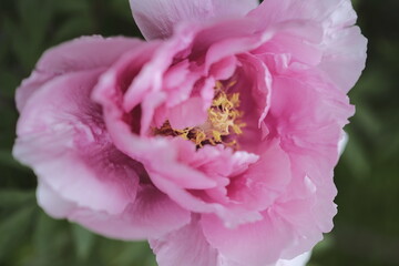 Ethereal Elegance: A Close-up of a Pink Rose