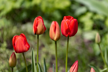 Colorful spring flower bed with colorful tulips. Flowerbed with red and yellow tulips. Beautiful postcard with tulips. Spring botanical background for postcard design