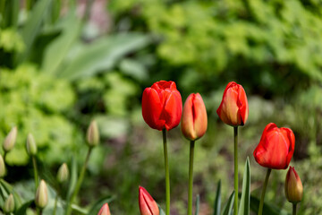 Colorful spring flower bed with colorful tulips. Flowerbed with red and yellow tulips. Beautiful postcard with tulips. Spring botanical background for postcard design
