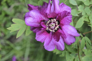 Radiant Symphony: A Burst of Colorful Flowers