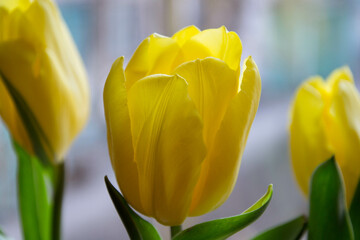 Naklejka premium Bouquet of yellow tulips close-up