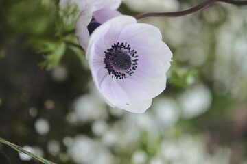 Radiant Symphony: A Burst of Colorful Flowers