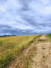 Summer landscape with wheat field and cloudy sky
