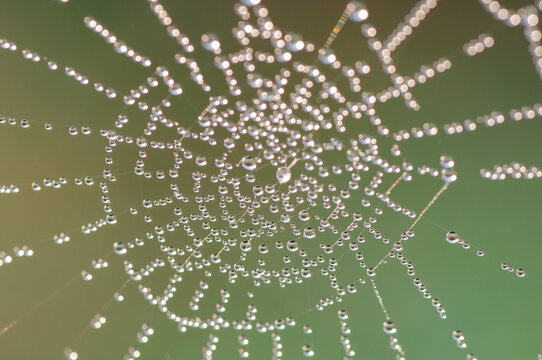 Spider web