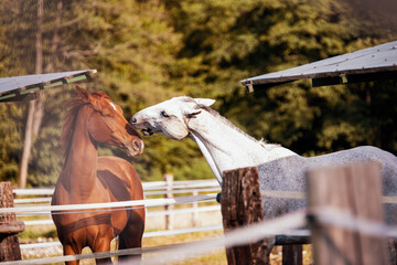 Brown and White Horses Playfully Interacting in an Enclosure