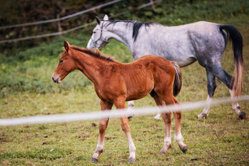 Fototapeta premium Two Horses in an Equestrian Arena Enclosure