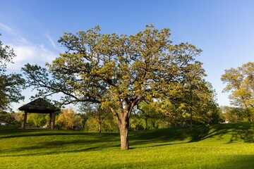 Obraz premium Oak Tree in Suburban Park, Green Space, Minnesota Parks, Midwest Parks, Outdoor Spaces
