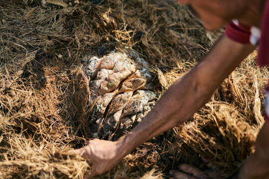 cured agave cone 