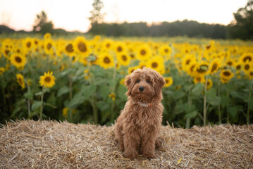 Happy Puppy in a sunflower field