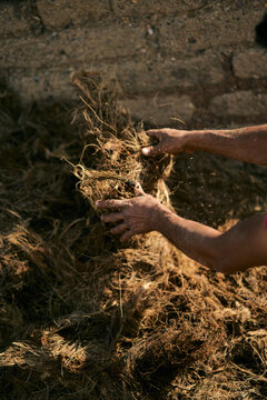 worker manipulating agave pile