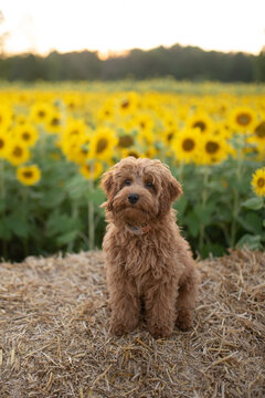 Happy Puppy in a sunflower field
