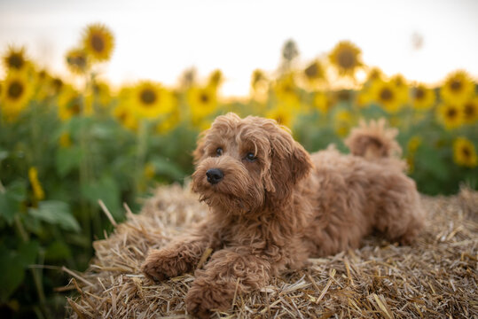 Happy Puppy in a sunflower field