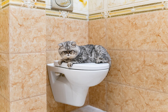 cat toilet training