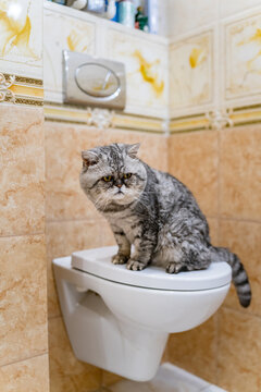 cat toilet training