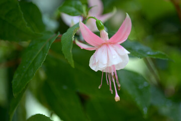 フクシア　 ダブルホワイトブラッシュ