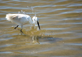Aigrette oiseaux animaux nature environnement
