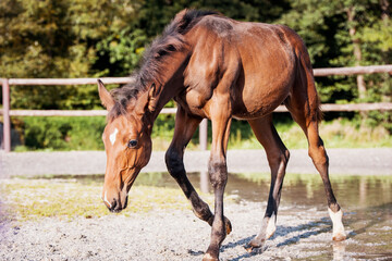 Obraz na płótnie Canvas Brown Foal in the Equestrian Arena Enclosure