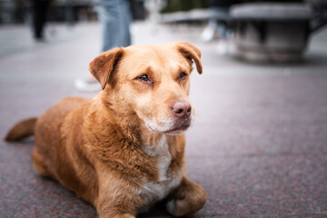Homeless yellow dog chilling out on the city square. 
