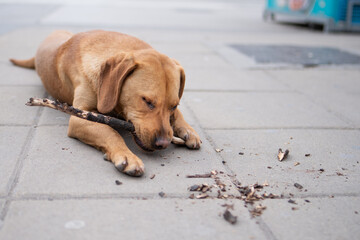 Homeless yellow dog chilling out on the city square. 