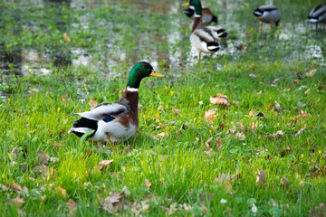 Fototapeta kolorowa dzika kaczka na trawniku, w tle kaczki brodzące w wodzie obraz