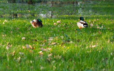 wild ducks in the wetlands